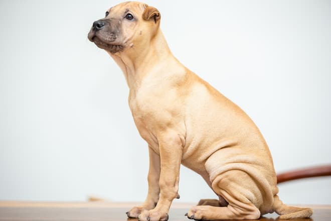 The ear of the Shar Pei | The chinese Shar Pei