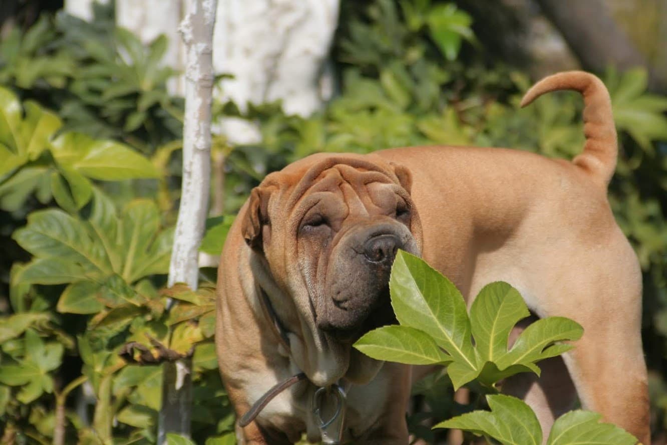 Balu